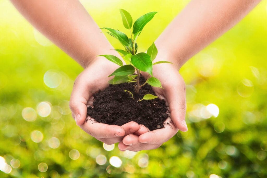 Planting trees for reducing carbon footprint